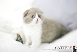 스코티쉬폴드(Scottish fold cat)메리공주님고양이분양,고양이무료분양