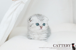 스코티쉬폴드(Scottish fold cat)페이지공주님고양이분양,고양이무료분양