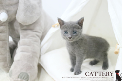 러시안블루(Russian blue cat)루쉬공주님고양이분양,고양이무료분양