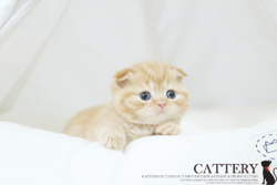 스코티쉬폴드(Scottish fold cat)이리나공주님고양이분양,고양이무료분양