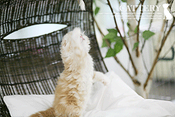 하이랜드폴드(Scottish Fold Longhair)비노왕자님고양이분양,고양이무료분양