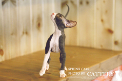 스핑크스(Sphinx cat)라푸왕자님고양이분양,고양이무료분양