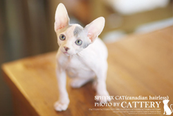 스핑크스(Sphynx cat)라딘왕자님고양이분양,고양이무료분양