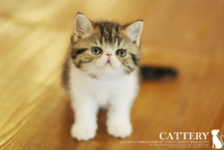 엑죠틱(Exotic cats)타우왕자님고양이분양,고양이무료분양