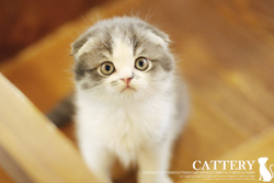 스코티쉬폴드(Scottish fold cat)심쿵왕자님고양이분양,고양이무료분양