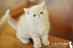 엑죠틱(Exotic cat)마빈왕자님고양이분양,고양이무료분양