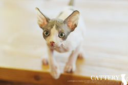 스핑크스(Sphynx cat)렉스왕자님고양이분양,고양이무료분양