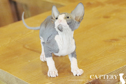 스핑크스(Sphynx cat)제르왕자님고양이분양,고양이무료분양