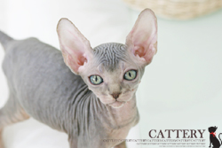 스핑크스(Sphynx cat)샘왕자님고양이분양,고양이무료분양
