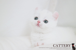 아메리칸컬(Americancurl cat)시내공주님고양이분양,고양이무료분양