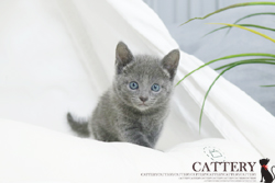 러시안블루(Russian blue cat)시안공주님고양이분양,고양이무료분양