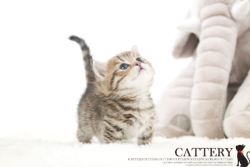 먼치킨:제네타(Munchkin cat)애돌왕자님고양이분양,고양이무료분양