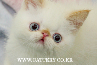 엑죠틱 쉘 왕자님고양이분양,고양이무료분양