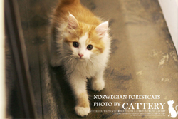 노르웨이숲(Norwegian forest cats)제스왕자님고양이분양,고양이무료분양