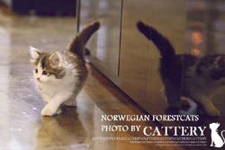 노르웨이숲(Norwegian forest cats)나엘공주님고양이분양,고양이무료분양