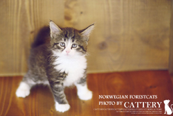 노르웨이숲(Norwegian forest cats)서리공주님고양이분양,고양이무료분양