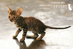 코니시렉스(Cornish rex)렉스왕자님고양이분양,고양이무료분양