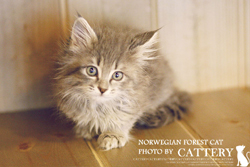 노르웨이숲(Norwegian forest cats)빙그레왕자님고양이분양,고양이무료분양