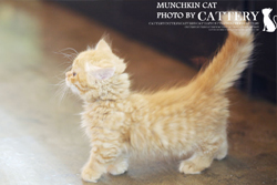 먼치킨(Munchkin cat)양군왕자님고양이분양,고양이무료분양